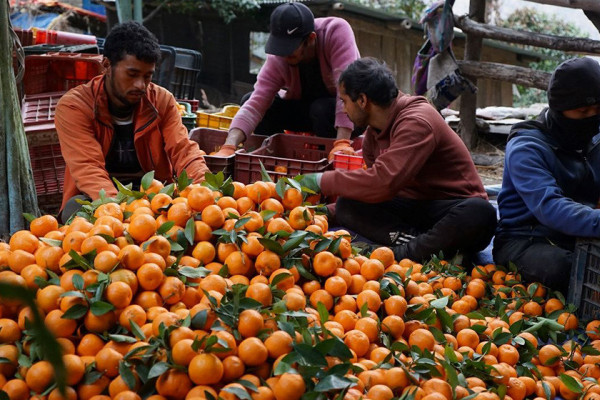 माघ लागेपछि किसानले बल्ल टिप्न थाले सुन्तला